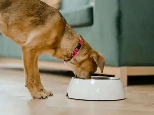 Un chien mange dans sa gamelle. Il apprécie son repas, peut-être enrichi de legume pour chien.