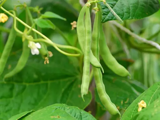 Gousses de haricots verts pendant sur leur tige, prêtes pour la récolte. Une tradition dit qu'il faut semer les haricots avec la lune.