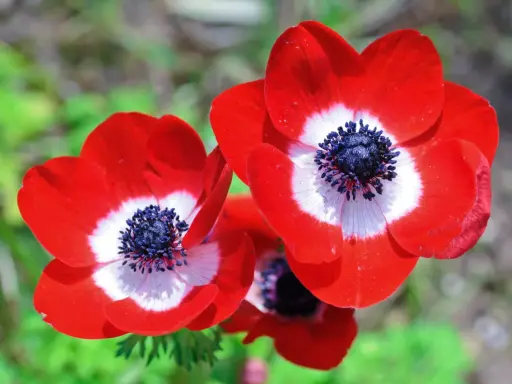 Trois anémones aux pétales rouge vif, un cœur blanc et un centre noir profond. Une grosse fleur rouge qui attire le regard.