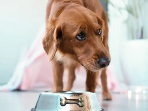 Chien brun regardant une gamelle vide, pensant aux aliments interdits pour insuffisance rénale chien.