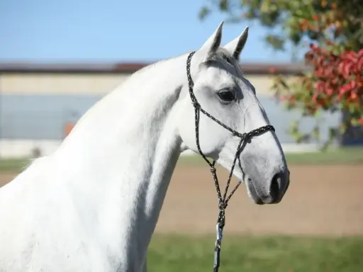 Ein weißer Lipizzaner mit schwarzem Halfter steht vor einer Herbstkulisse. Seine eleganten Lipizzaner Farben sind ein Blickfang.