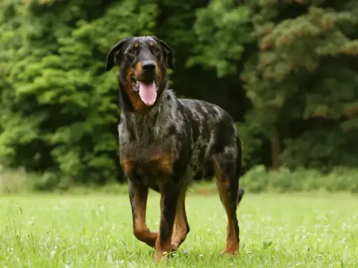 Piękny owczarek francuski beauceron z merle umaszczeniem, z językiem na wierzchu, biegnie po zielonej łące.