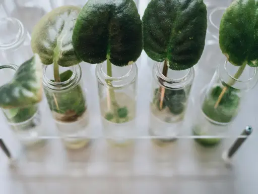 Des feuilles vertes dans des éprouvettes remplies de solution nutritive hydroponie, prêtes à pousser.