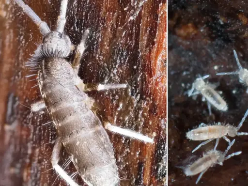 Małe czarne skaczące robaczki w domu, widoczne z bliska na drewnianej powierzchni.
