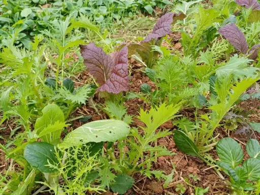 Champ de laitue brune d'hiver, avec des feuilles vertes dentelées et des touches de pourpre. Les jeunes pousses promettent une récolte savoureuse.