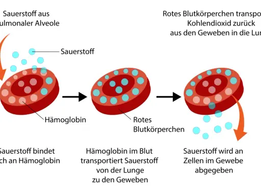 Rotes Blutkörperchen nimmt Sauerstoff auf, transportiert ihn zu den Geweben und gibt ihn ab. Zu viel Sauerstoff im Blut ist nicht gut.