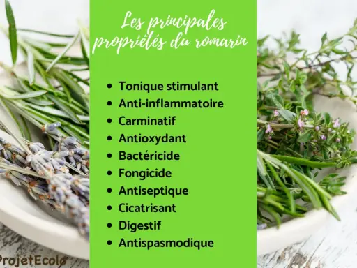 Plante aromatique aux multiples bienfaits, le romarin est tonique, anti-inflammatoire et digestif. Ses propriétés sont détaillées sur fond vert.
