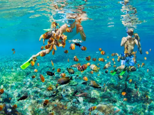 Två personer snorklar i klart, turkost vatten i Thailand, omgivna av en stim av färgglada fiskar.