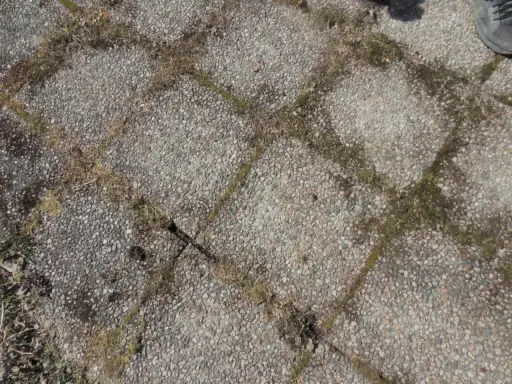 Grå stenplattor med mossa mellan fogarna. Ett klassiskt husmorstips för att ta bort mossa på stenplattor kan behövas här.