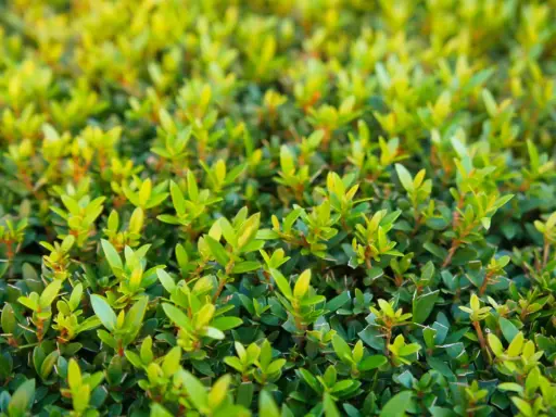 Gros plan sur un buisson de myrte en pleine croissance, ses feuilles vertes vives promettent une floraison éclatante. L'entretien de ce myrte fleurie est essentiel pour sa beauté.