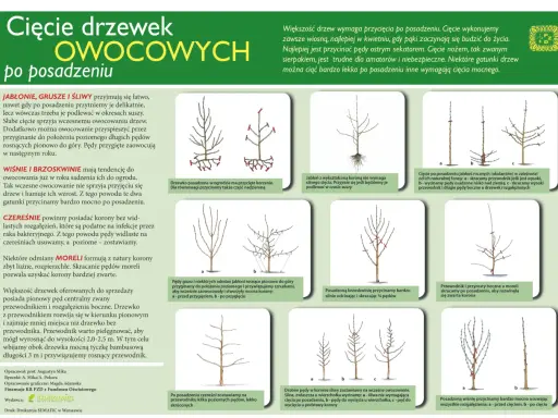 Jak przycinać jabłonie wiosną? Kompletny poradnik krok po kroku