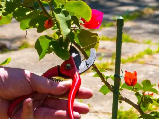 Mano con tijeras podando una buganvilla en verano, con flores rojas y hojas verdes.