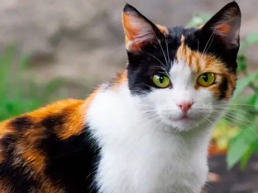 Gatto tricolore, un vero calico, con occhi verdi penetranti. Il suo manto è un mix di bianco, nero e arancione, un vero significato di bellezza felina.