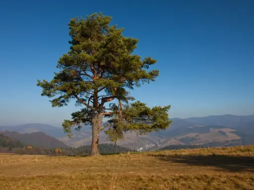 Samotna sosna na wzgórzu w Małych Pieninach, z widokiem na dolinę i pasma górskie w oddali.