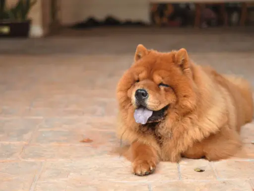 Puszysty chow chow z językiem na wierzchu leży na płytkach, wyglądając na zrelaksowanego i szczęśliwego.