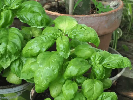 A lush basil plant with vibrant green leaves, ready to add flavor to any dish.