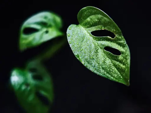 Kiedy monstera płacze, jej liście pokryte kroplami wody wyglądają jak łzy.