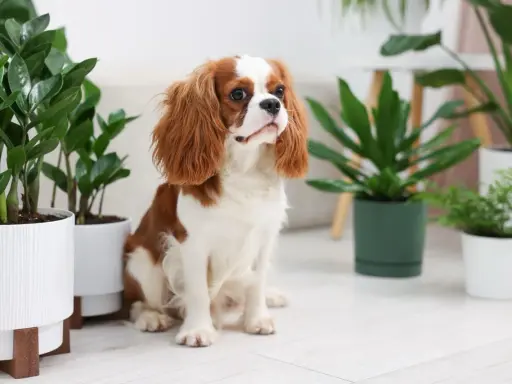 Uroczy piesek Cavalier King Charles Spaniel siedzi wśród roślin doniczkowych. Czy fikus jest trujący dla psa? Warto to sprawdzić, zanim piesek zacznie się bawić.