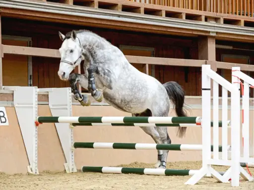 Graues Pferd springt über Hindernisse im Freispringen Aufbau.