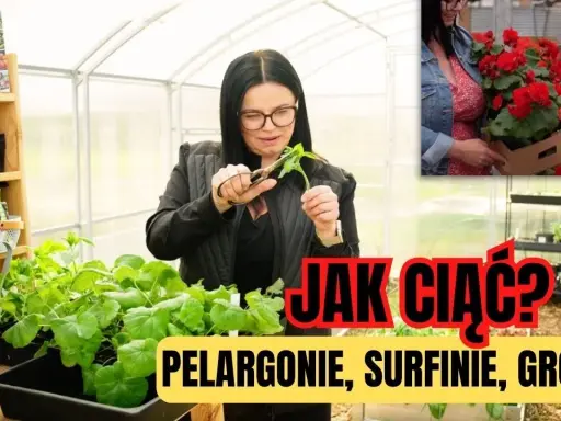 Jak przycinać pelargonie? Kiedy, jak i dlaczego dla morza kwiatów!