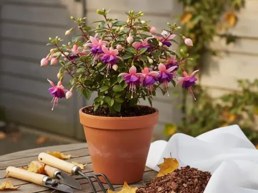 Un fuchsia aux fleurs roses et violettes, en pot sur une table en bois. Peut-on garder un fuchsia à l'intérieur ? Oui, avec soin.