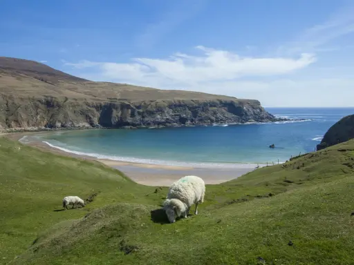 Får betar på en grön kulle med utsikt över en turkos vik och klippor. Kanske en dröm om att flytta till Irland?