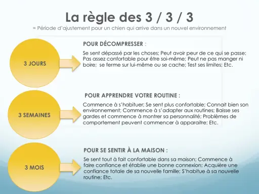 La règle des 3/3/3 : période d'ajustement pour un chien. 3 jours pour décompresser, 3 semaines pour apprendre la routine, 3 mois pour se sentir à la maison.
