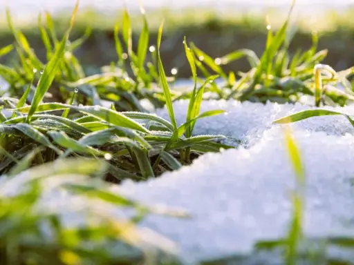 Herbe verte givrée sous la neige, rappelant l'entretien hivernal des campanules.