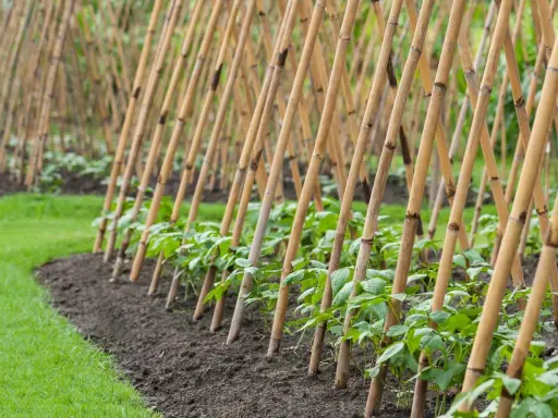 Junge Stangenbohnenpflanzen ranken an Bambusstäben empor. Die grünen Pflanzen wachsen in einer Reihe im Garten.