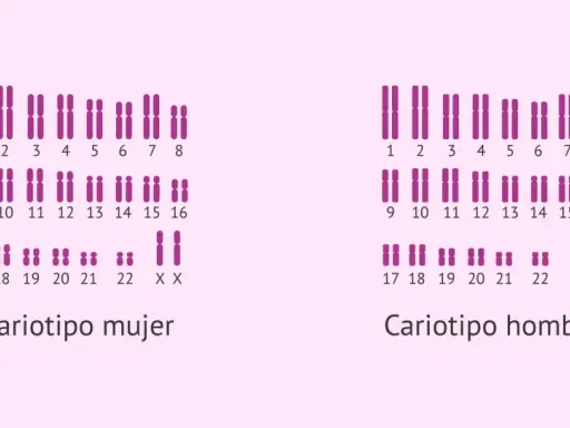 Cariotipo humano real: cromosomas femeninos (XX) y masculinos (XY) organizados por pares.