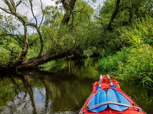 Płyniesz kajakiem przez malownicze Kaszuby. Zielone, bujne drzewa i trzciny tworzą naturalny tunel, a woda odbija ich piękno. Idealne kajaki Kaszuby trasy czekają na odkrycie.