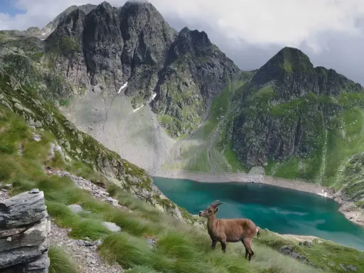 Un stambecco osserva il lago del diavolo, incastonato tra imponenti montagne verdi e rocciose.