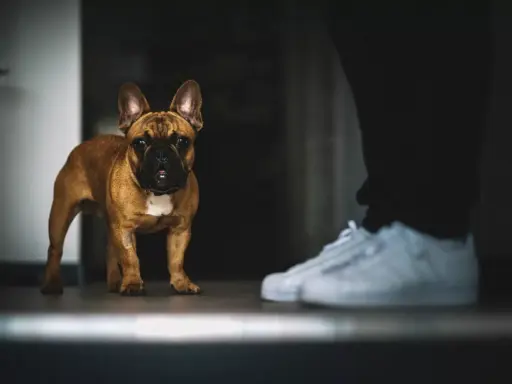 Un bouledogue français brun regarde attentivement une paire de baskets blanches. Il semble que mon chien me suit partout, même quand je me prépare à sortir.