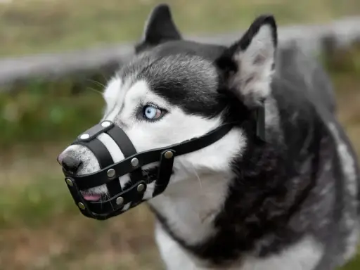 Siberian Husky z niebieskimi oczami w skórzanym kagańcu. Czy kaganiec jest obowiązkowy dla tego pięknego psa?