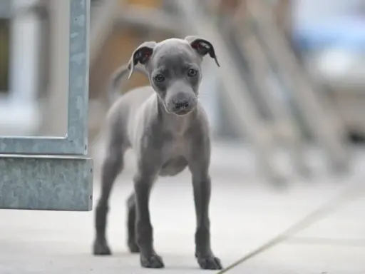 Un adorable chiot lévrier italien, tout gris, regarde curieusement la caméra.