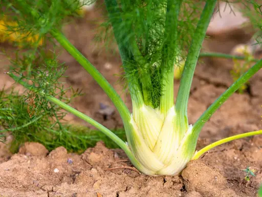 Gros bulbe de fenouil blanc et vert, prêt à être récolté. Les feuilles plumeuses s'élèvent au-dessus de la terre. Savoir quand récolter le fenouil est essentiel pour un goût optimal.