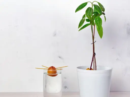 Ein Avocadokern keimt in Wasser, während eine junge Pflanze daneben im Topf wächst. So beginnt das Abenteuer, einen Avocadokern einzupflanzen.