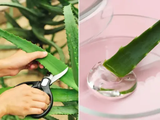 Jak używać aloes z doniczki: odcinanie liścia i wydobywanie żelu.