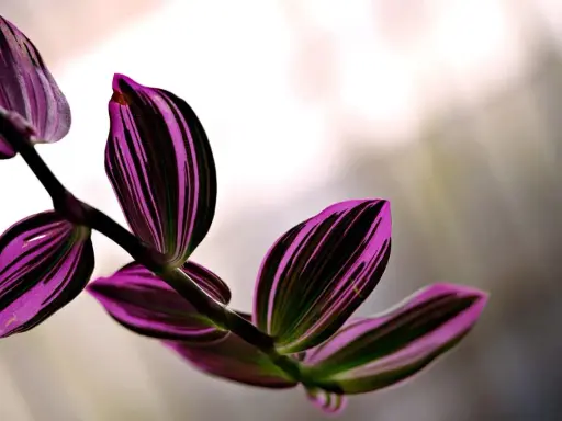 Hojas de tradescantia zebrina con vibrantes rayas púrpuras y verdes, con un tallo oscuro y un fondo desenfocado.