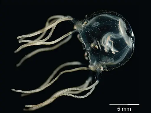 Una cubomedusa trasparente con tentacoli segmentati fluttua nell'oscurità. Dove si trova?