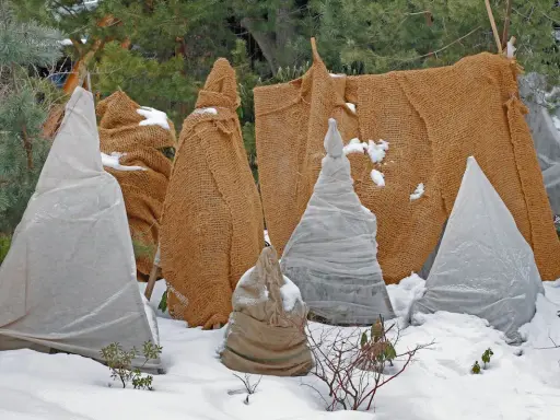 Protection hivernale des plantes, dont des campanules, sous des bâches et toiles de jute.