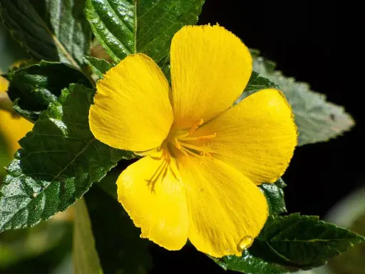 Eine leuchtend gelbe Blüte, vielleicht Damiana, deren Wirkung man spürt. Grüne Blätter umrahmen die zarte Blüte.