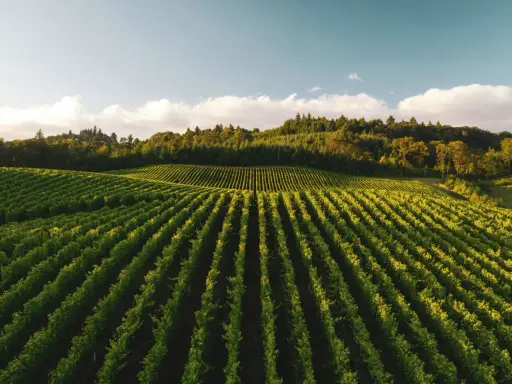 Reihen von grünen Weinreben erstrecken sich über Hügel, die an eine deutsche Corvina-Weinlese erinnern.