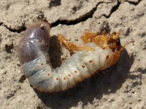 Larve de hanneton, blanche et dodue, avec des points orange, se tortillant sur le sol sec. Elle est un habitant commun du compost.