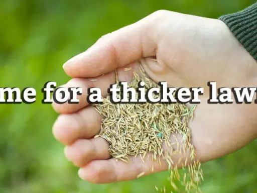 Hand holding grass seed, ready to overseed a lawn in spring for a thicker, greener yard.