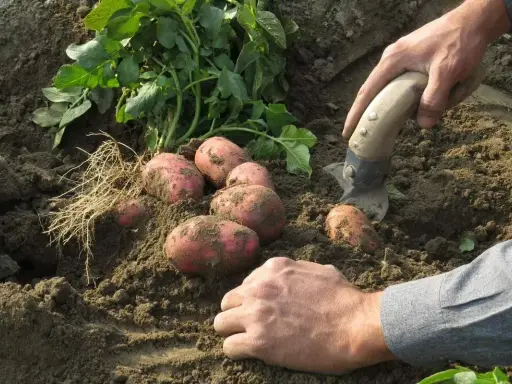 Récolte de pommes de terre fraîchement sorties de terre. Les tubercules rouges et la terre meuble témoignent d'une belle plantation.