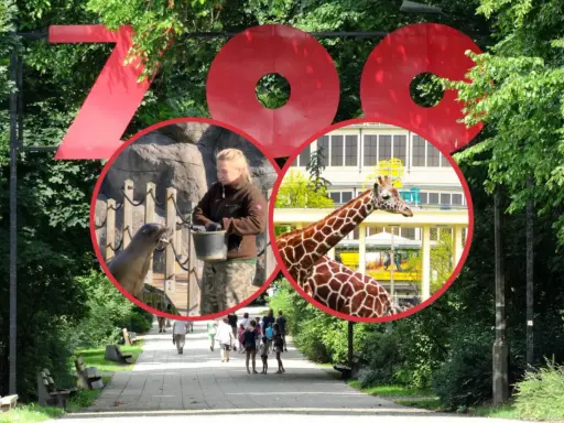 Wielkie czerwone litery "ZOO" nad alejką. W środku koła: pracownik karmi foki, żyrafa na tle budynku. To wspaniały dzień w zoo w Polsce!