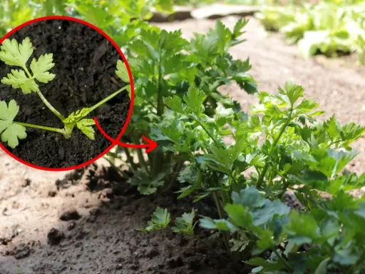 Młode rośliny pietruszki w zbliżeniu, z zaznaczonym na czerwono fragmentem.