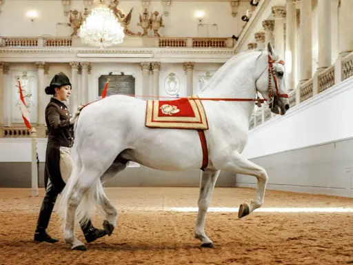 Eine Reiterin führt ein weißes Pferd mit prachtvoller Decke in der Spanischen Hofreitschule Wien.