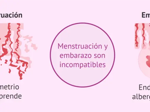 Ilustración compara menstruación (endometrio se desprende) y embarazo (endometrio alberga al bebé). Menstruación y embarazo son incompatibles.